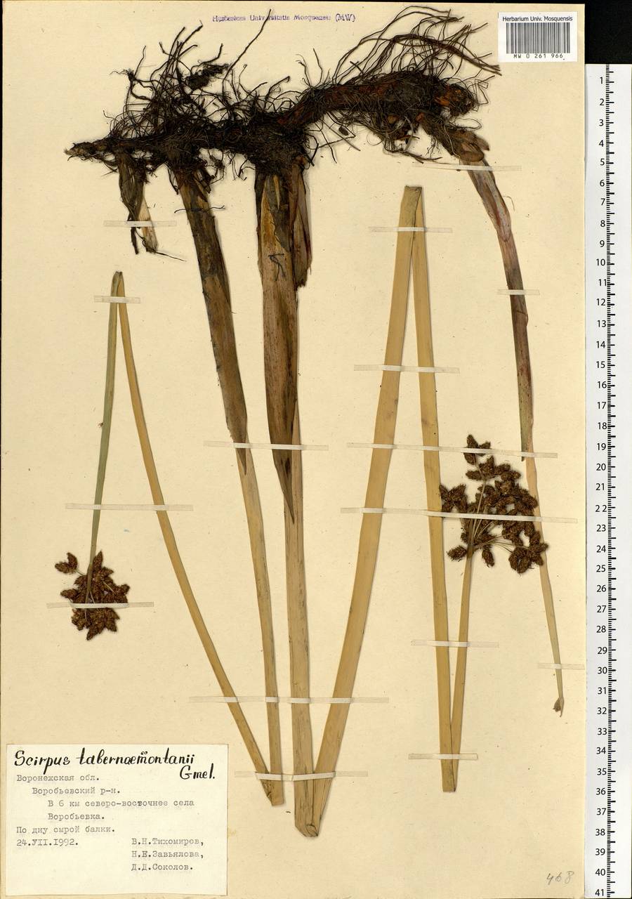 Schoenoplectus tabernaemontani (C.C.Gmel.) Palla, Eastern Europe, Central forest-and-steppe region (E6) (Russia)