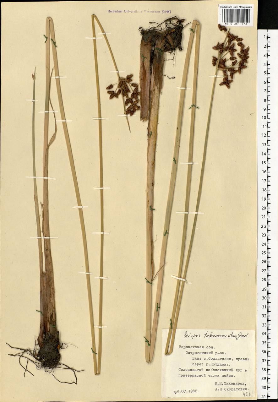 Schoenoplectus tabernaemontani (C.C.Gmel.) Palla, Eastern Europe, Central forest-and-steppe region (E6) (Russia)