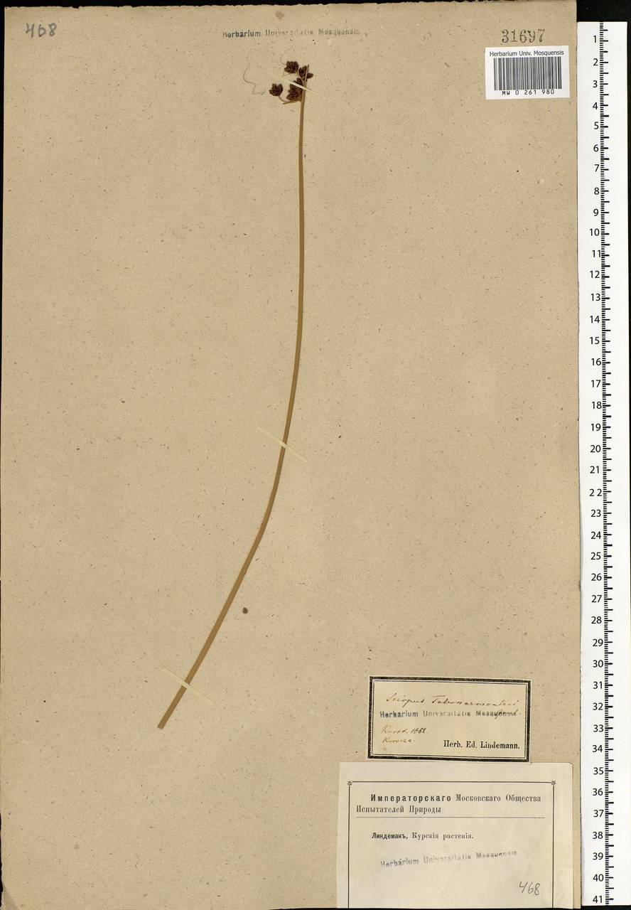 Schoenoplectus tabernaemontani (C.C.Gmel.) Palla, Eastern Europe, Central forest-and-steppe region (E6) (Russia)