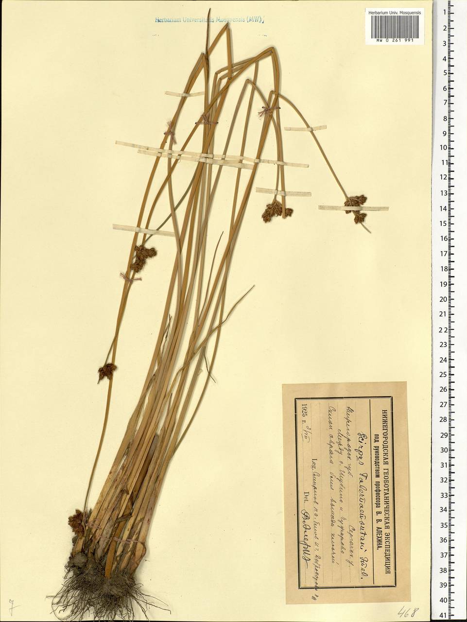 Schoenoplectus tabernaemontani (C.C.Gmel.) Palla, Eastern Europe, Volga-Kama region (E7) (Russia)