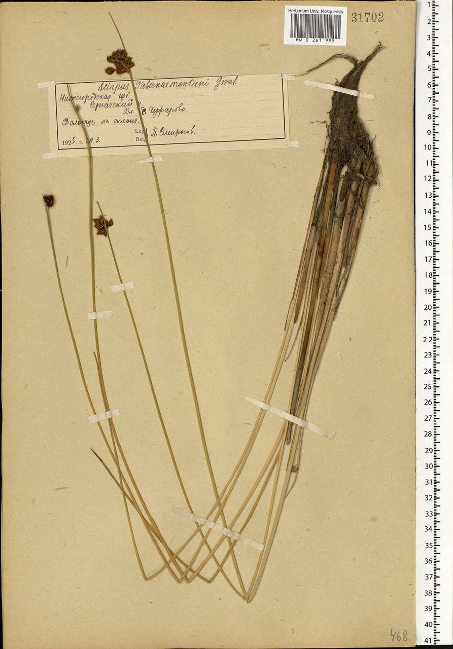 Schoenoplectus tabernaemontani (C.C.Gmel.) Palla, Eastern Europe, Volga-Kama region (E7) (Russia)