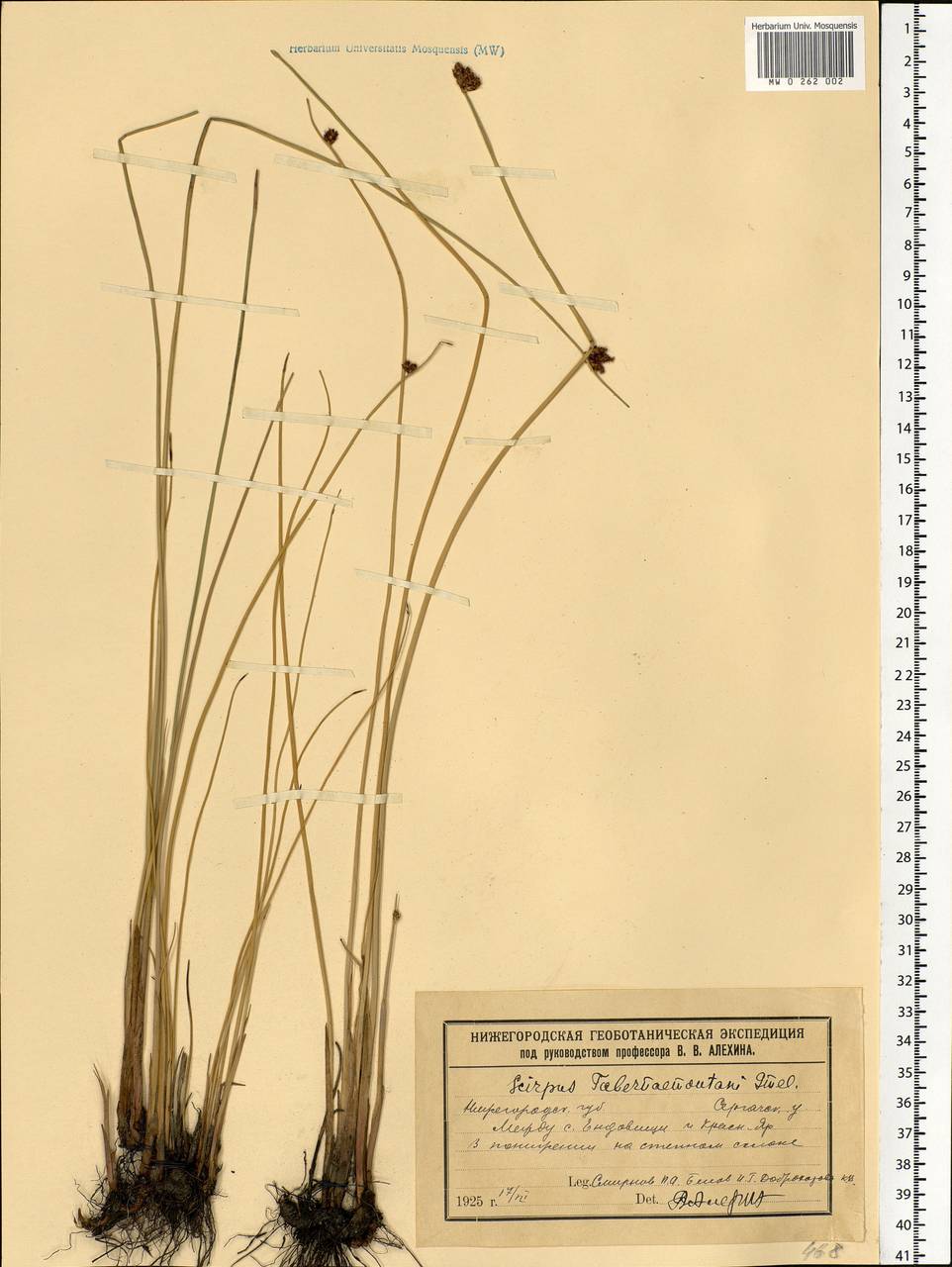 Schoenoplectus tabernaemontani (C.C.Gmel.) Palla, Eastern Europe, Volga-Kama region (E7) (Russia)