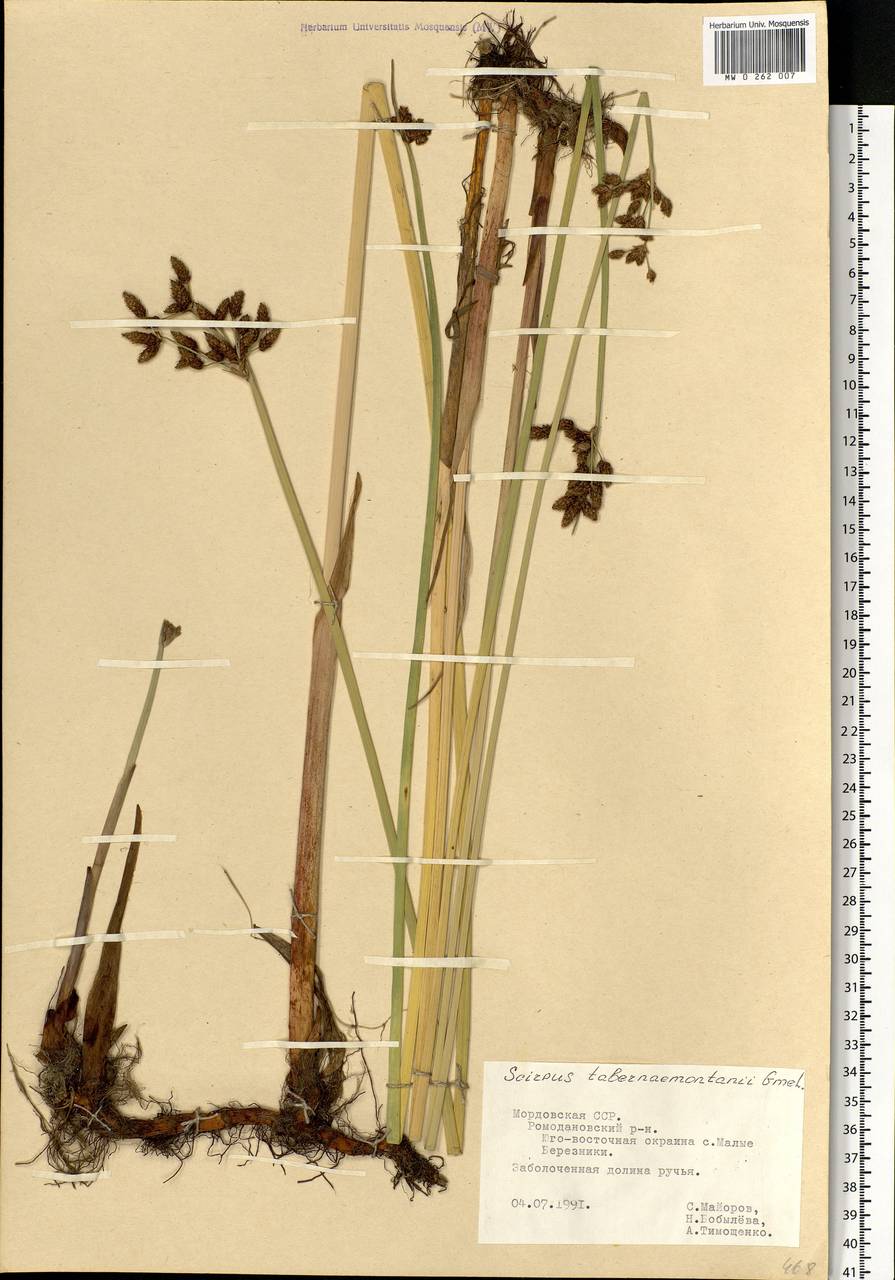 Schoenoplectus tabernaemontani (C.C.Gmel.) Palla, Eastern Europe, Middle Volga region (E8) (Russia)