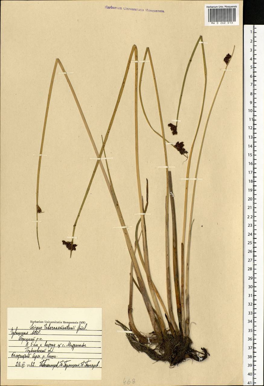 Schoenoplectus tabernaemontani (C.C.Gmel.) Palla, Eastern Europe, Middle Volga region (E8) (Russia)