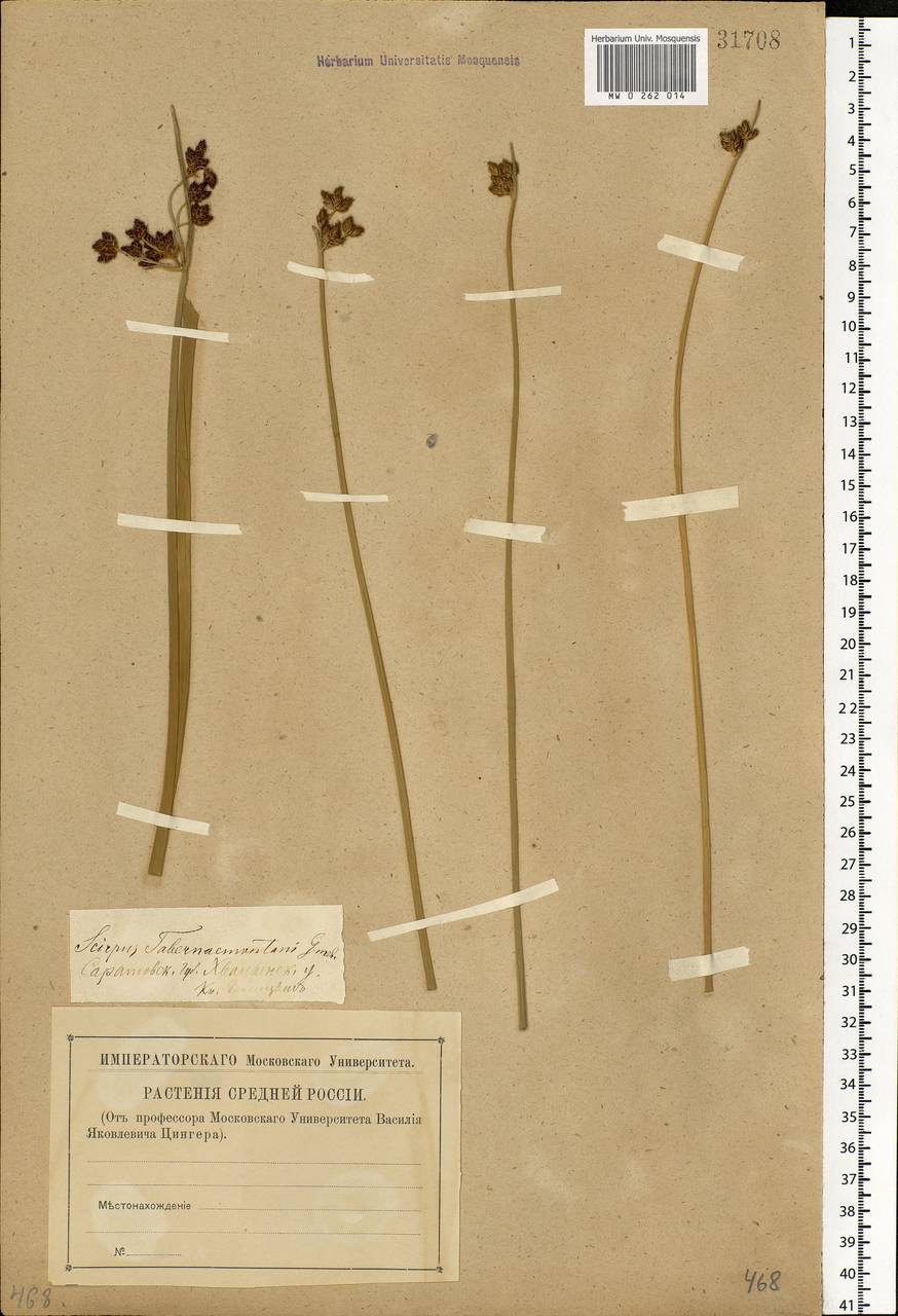 Schoenoplectus tabernaemontani (C.C.Gmel.) Palla, Eastern Europe, Middle Volga region (E8) (Russia)