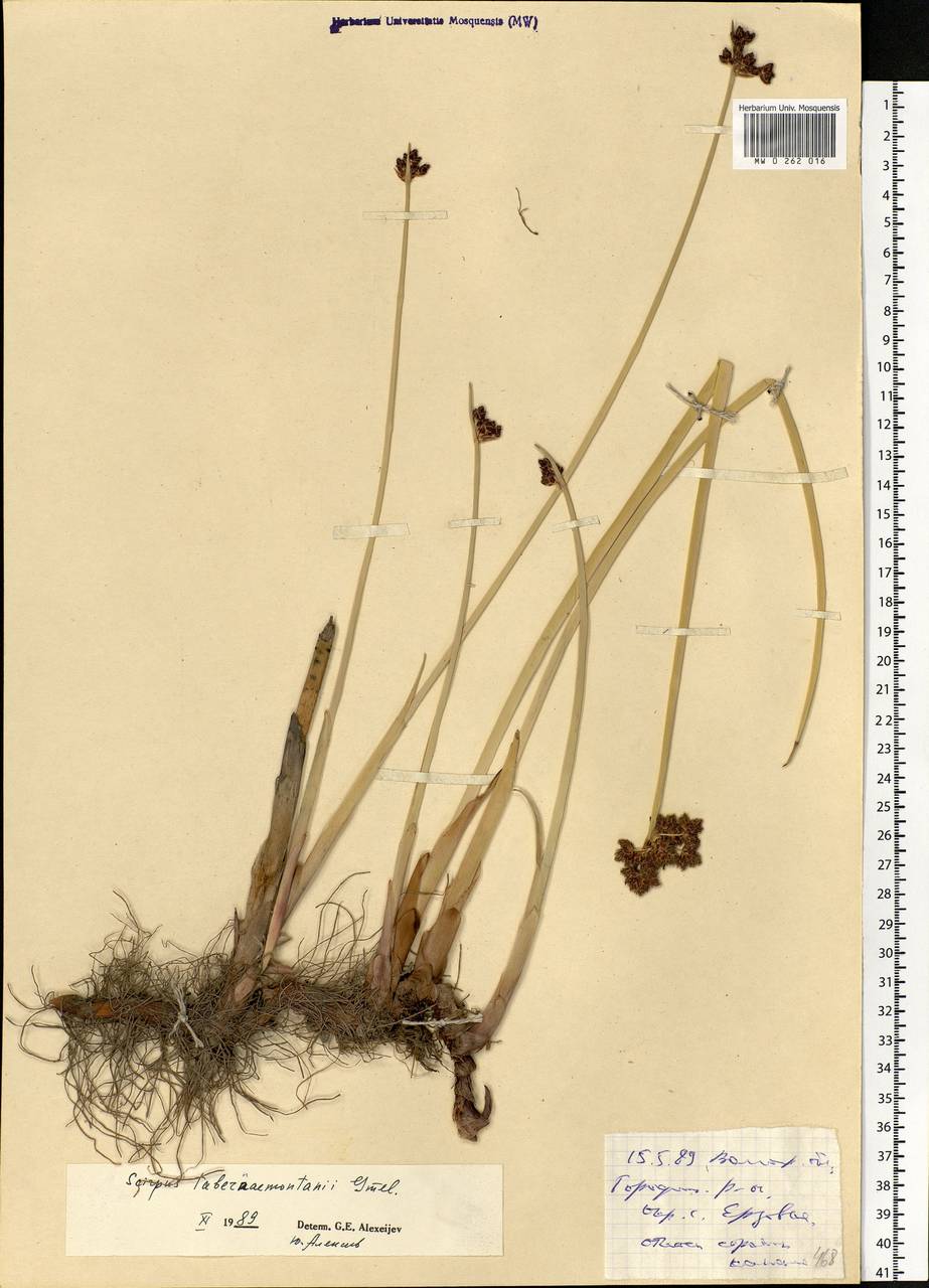 Schoenoplectus tabernaemontani (C.C.Gmel.) Palla, Eastern Europe, Lower Volga region (E9) (Russia)