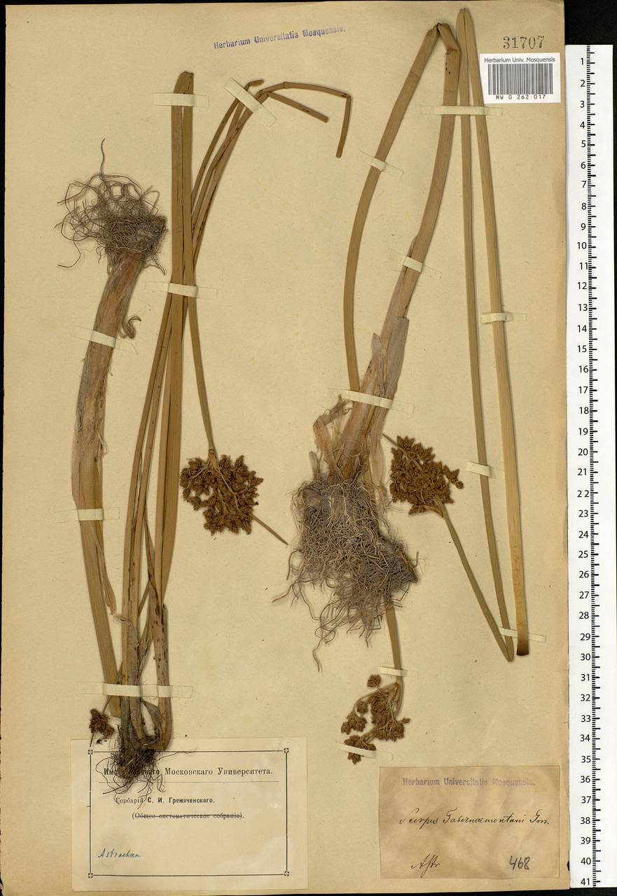 Schoenoplectus tabernaemontani (C.C.Gmel.) Palla, Eastern Europe, Lower Volga region (E9) (Russia)