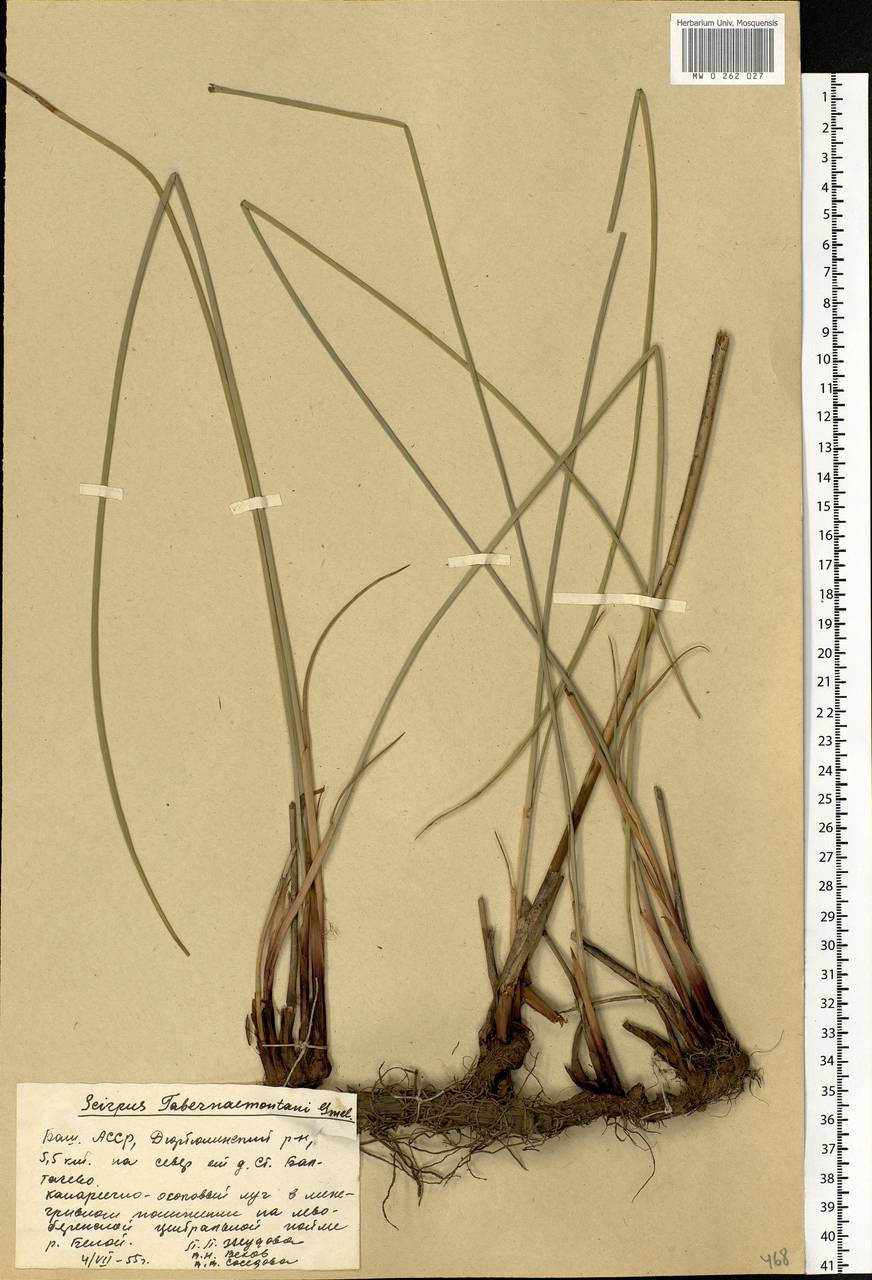 Schoenoplectus tabernaemontani (C.C.Gmel.) Palla, Eastern Europe, Eastern region (E10) (Russia)