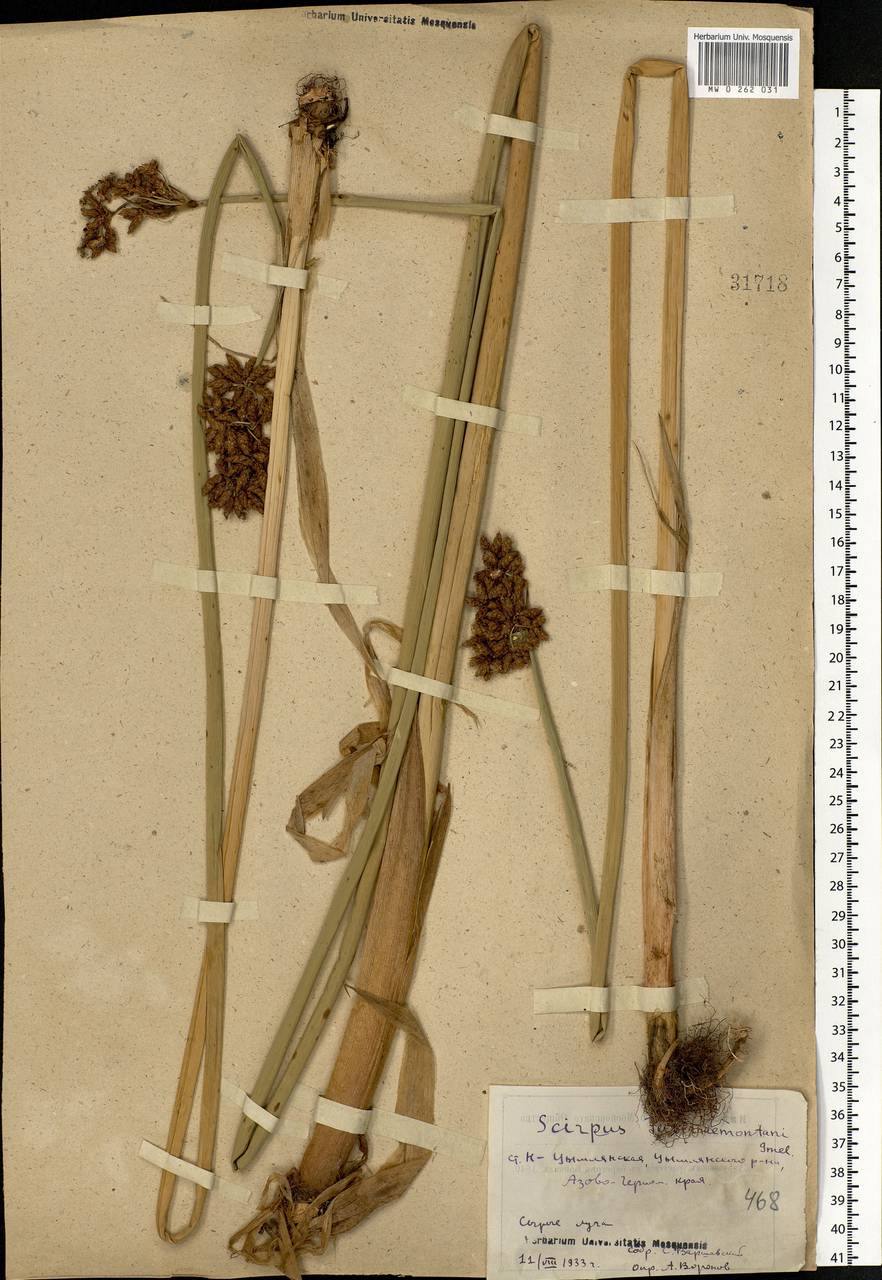 Schoenoplectus tabernaemontani (C.C.Gmel.) Palla, Eastern Europe, Rostov Oblast (E12a) (Russia)
