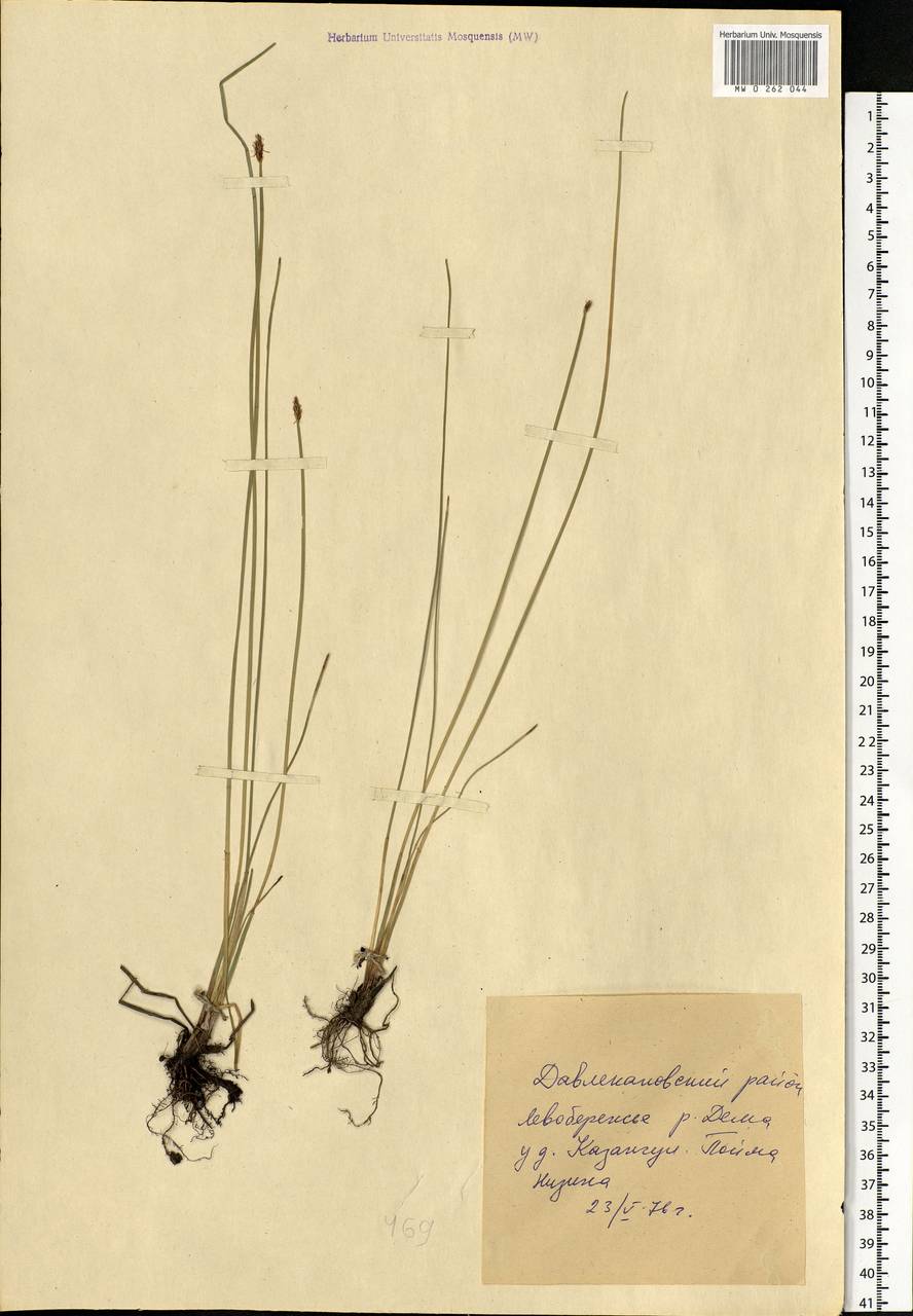 Eleocharis, Eastern Europe, Eastern region (E10) (Russia)