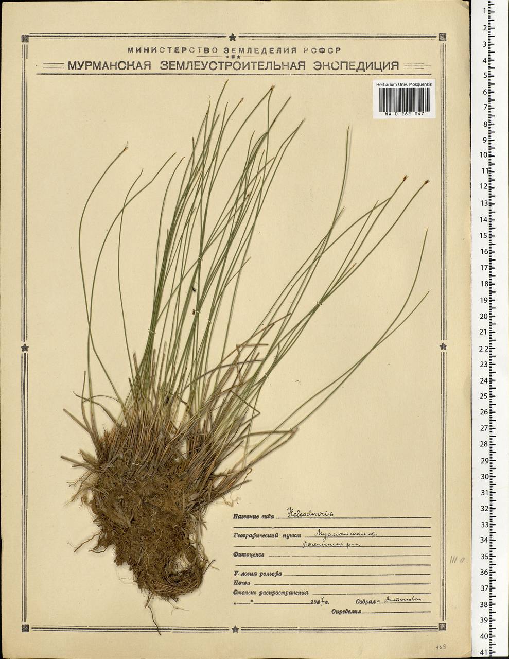 Eleocharis, Eastern Europe, Northern region (E1) (Russia)