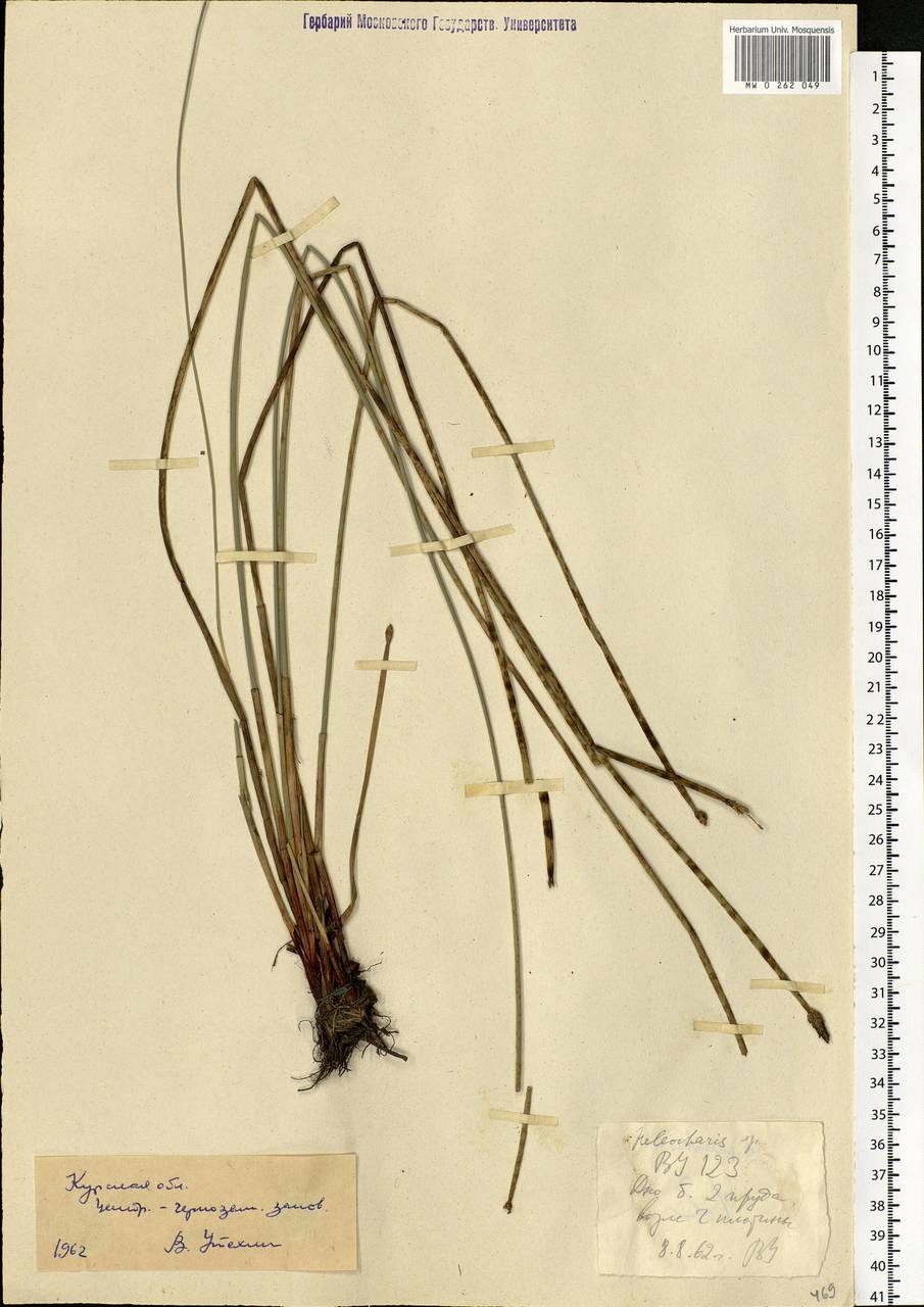 Eleocharis, Eastern Europe, Central forest-and-steppe region (E6) (Russia)