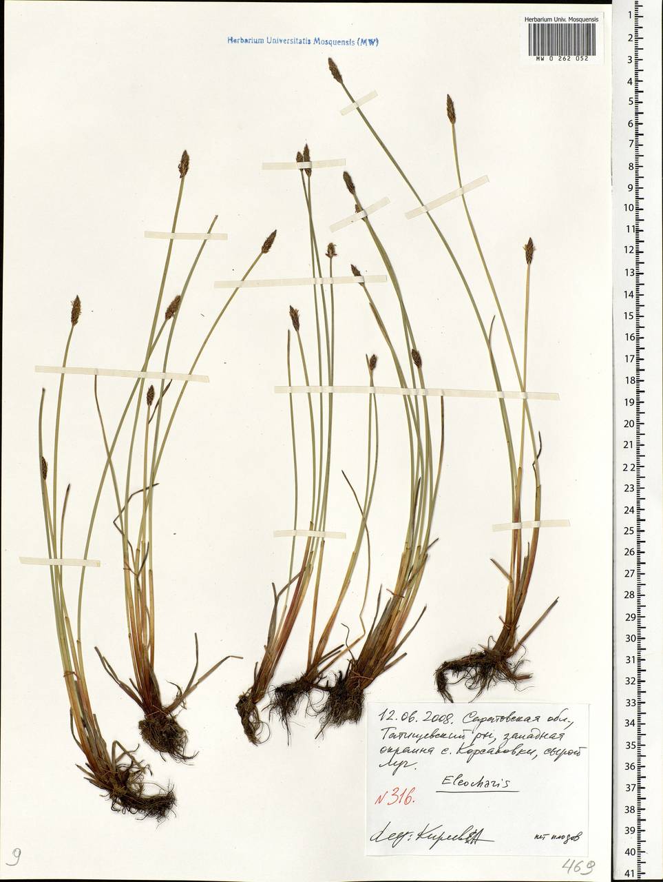 Eleocharis, Eastern Europe, Lower Volga region (E9) (Russia)
