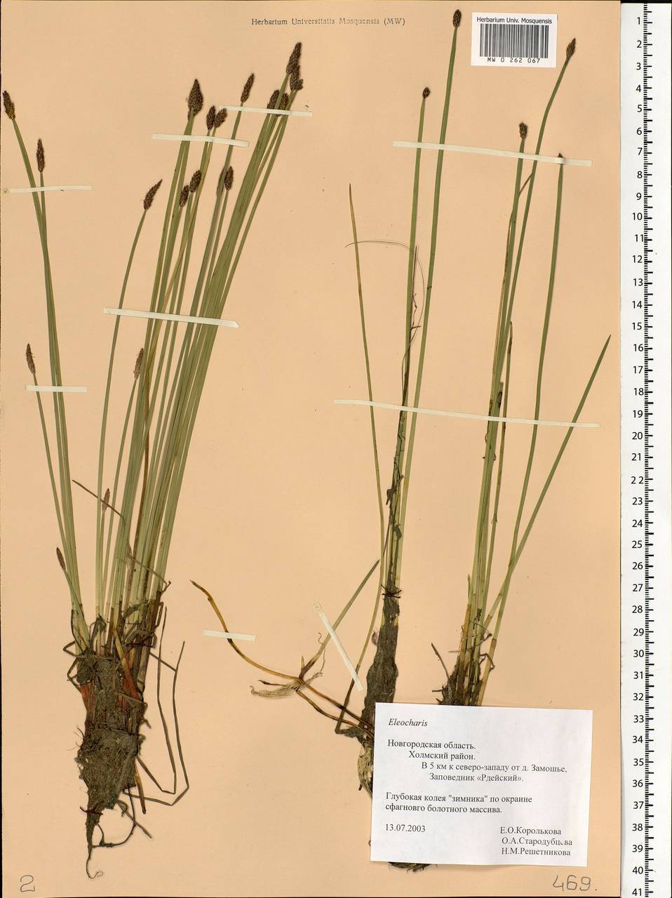 Eleocharis, Eastern Europe, North-Western region (E2) (Russia)