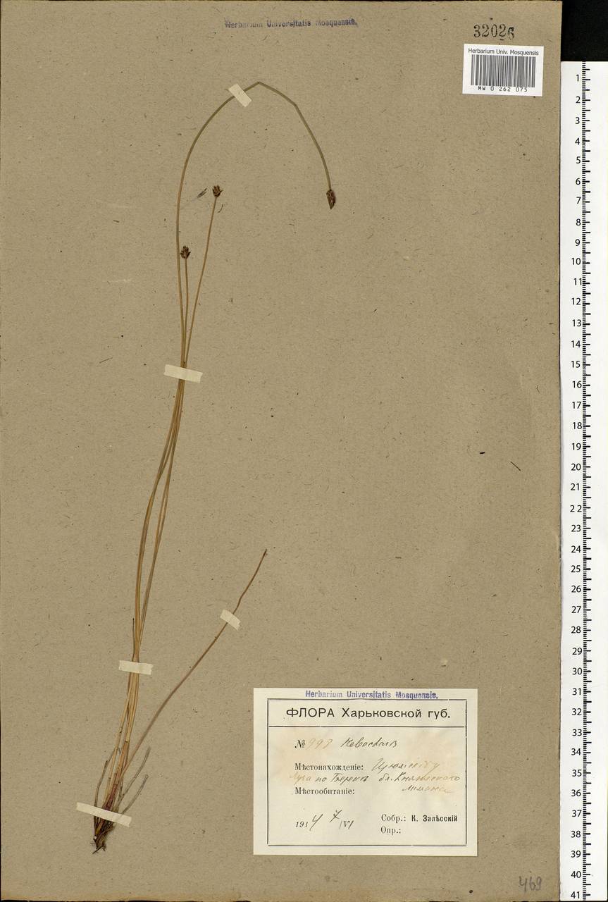 Eleocharis, Eastern Europe, North Ukrainian region (E11) (Ukraine)