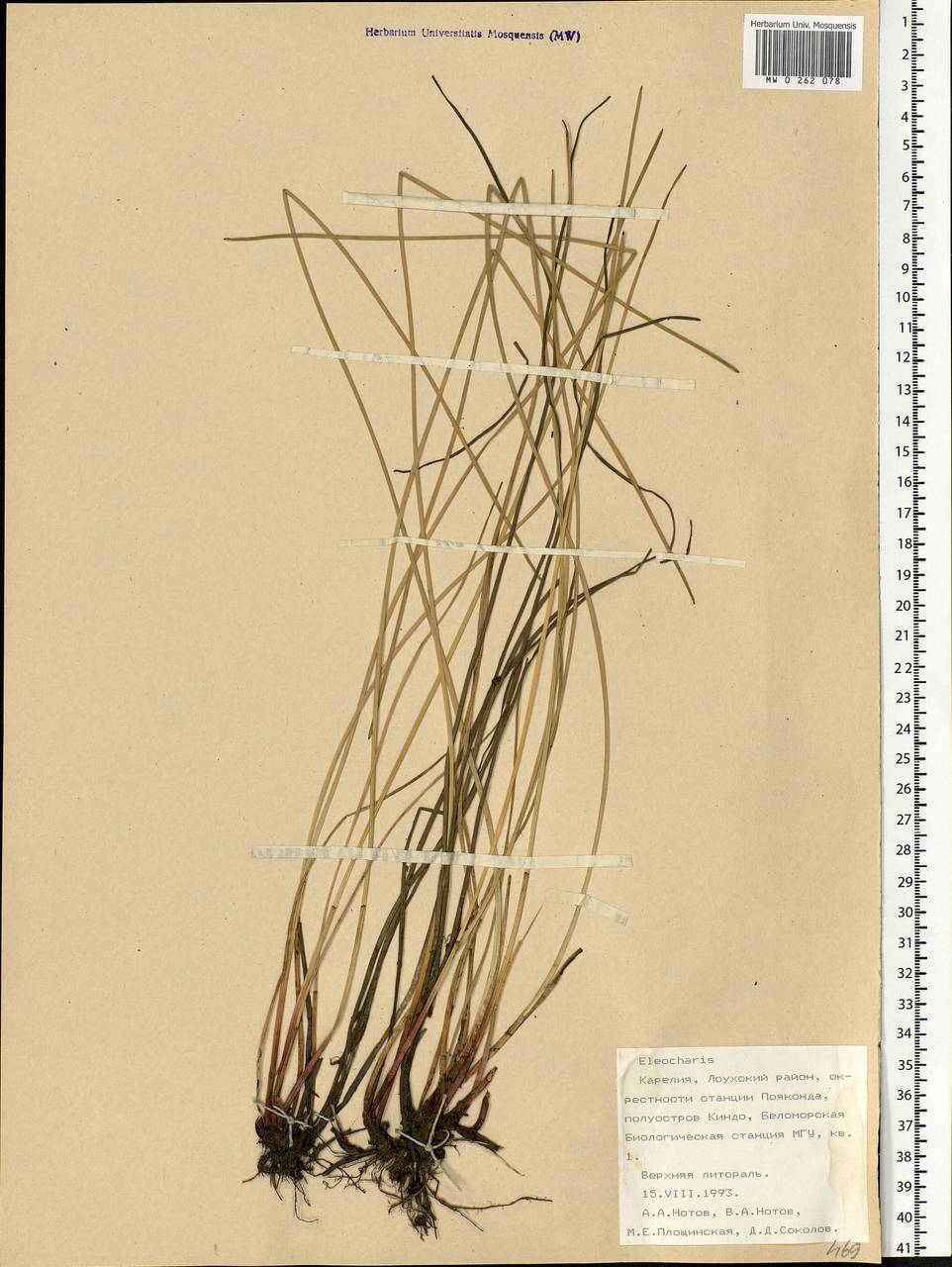 Eleocharis, Eastern Europe, Northern region (E1) (Russia)