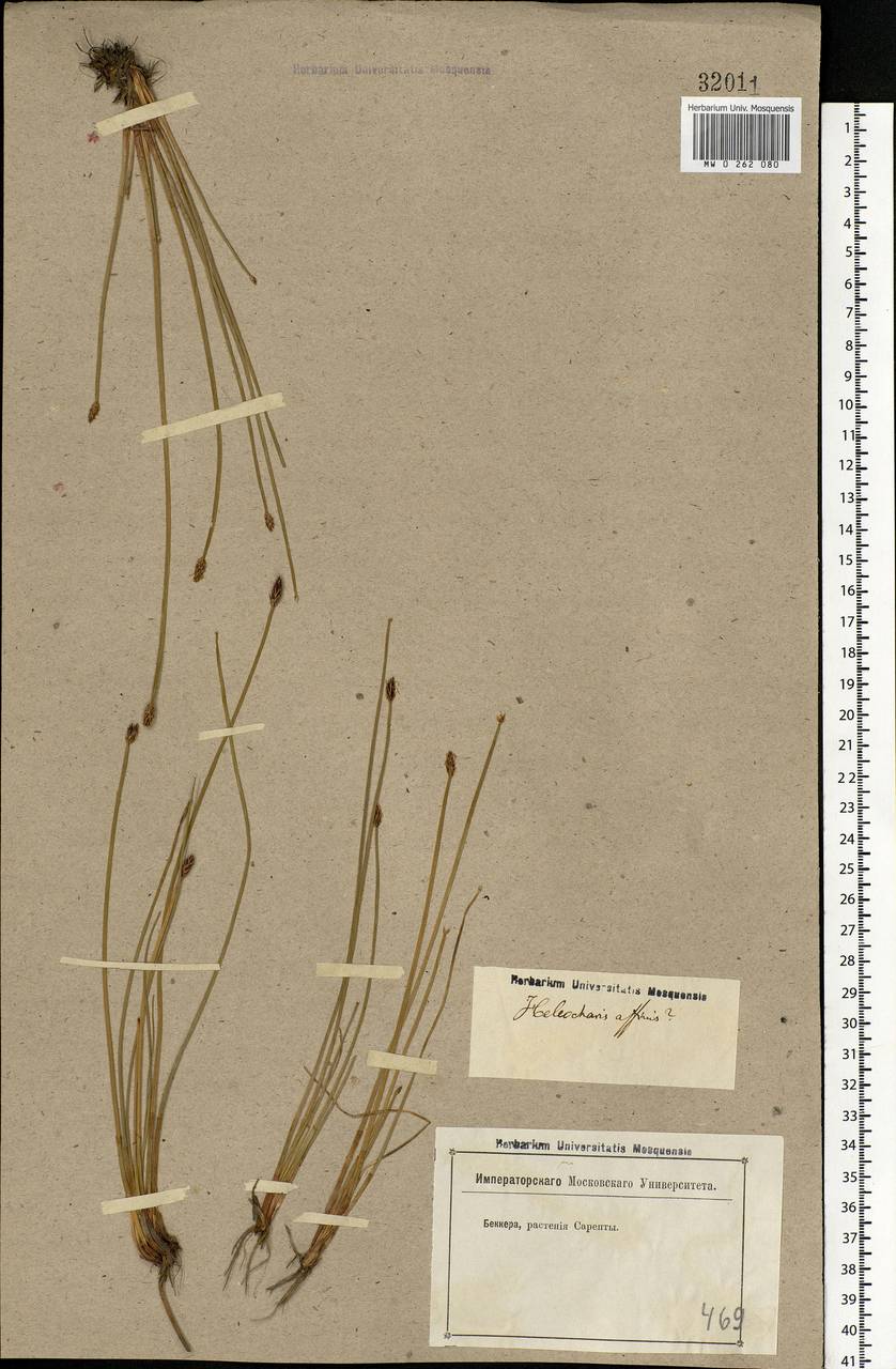 Eleocharis, Eastern Europe, Lower Volga region (E9) (Russia)