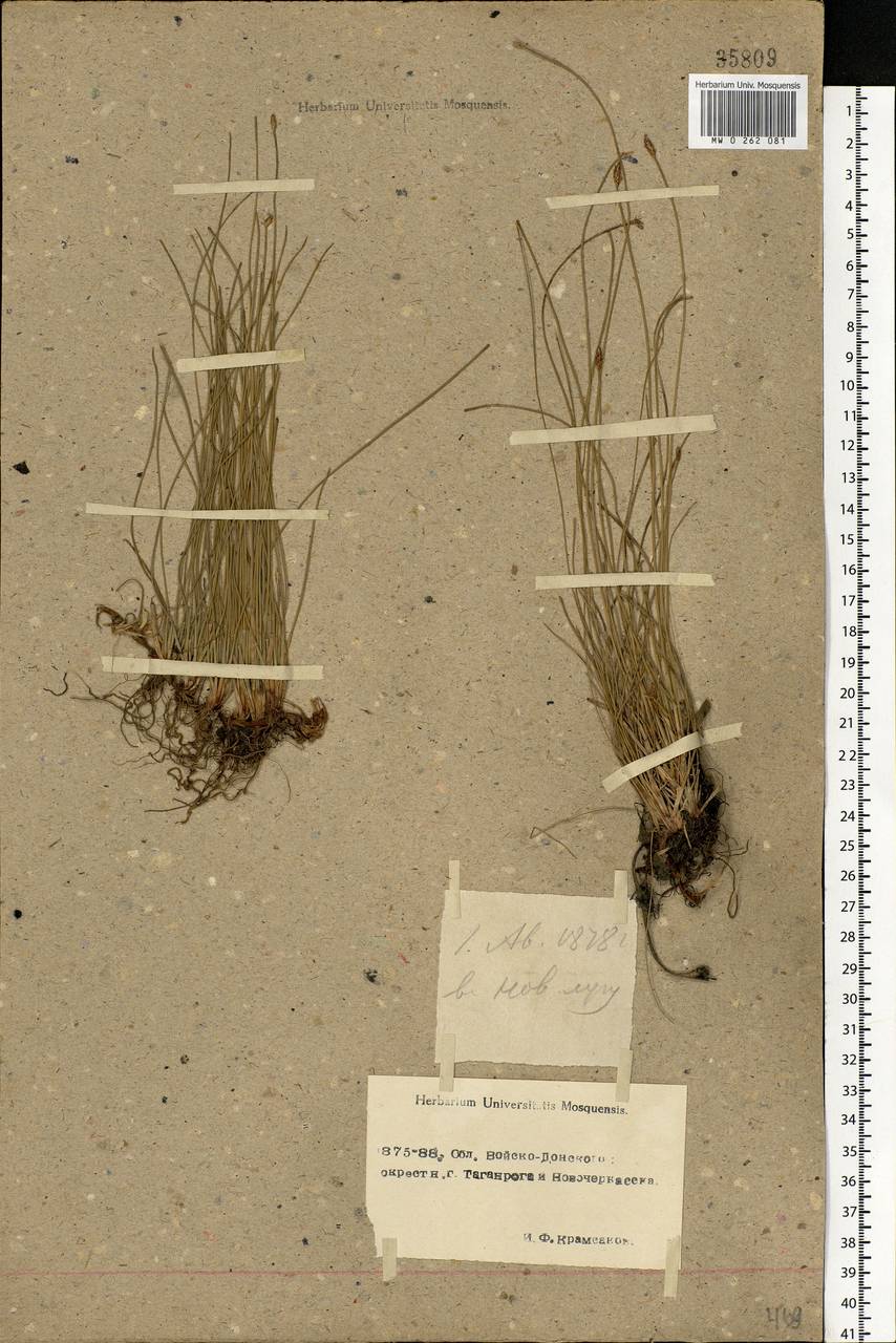 Eleocharis, Eastern Europe, Rostov Oblast (E12a) (Russia)
