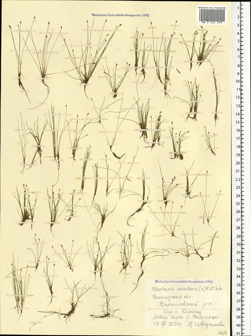 Eleocharis acicularis (L.) Roem. & Schult., Eastern Europe, Northern region (E1) (Russia)