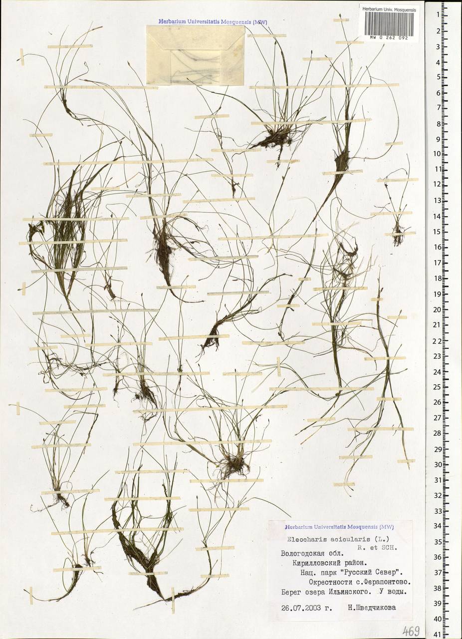 Eleocharis acicularis (L.) Roem. & Schult., Eastern Europe, Northern region (E1) (Russia)