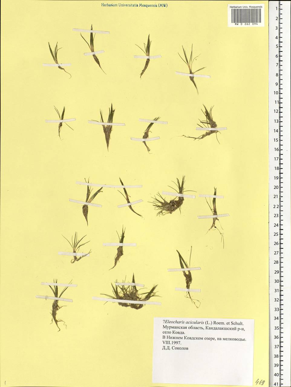 Eleocharis acicularis (L.) Roem. & Schult., Eastern Europe, Northern region (E1) (Russia)