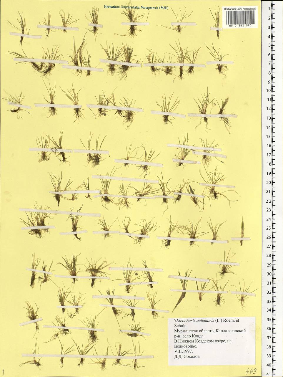 Eleocharis acicularis (L.) Roem. & Schult., Eastern Europe, Northern region (E1) (Russia)