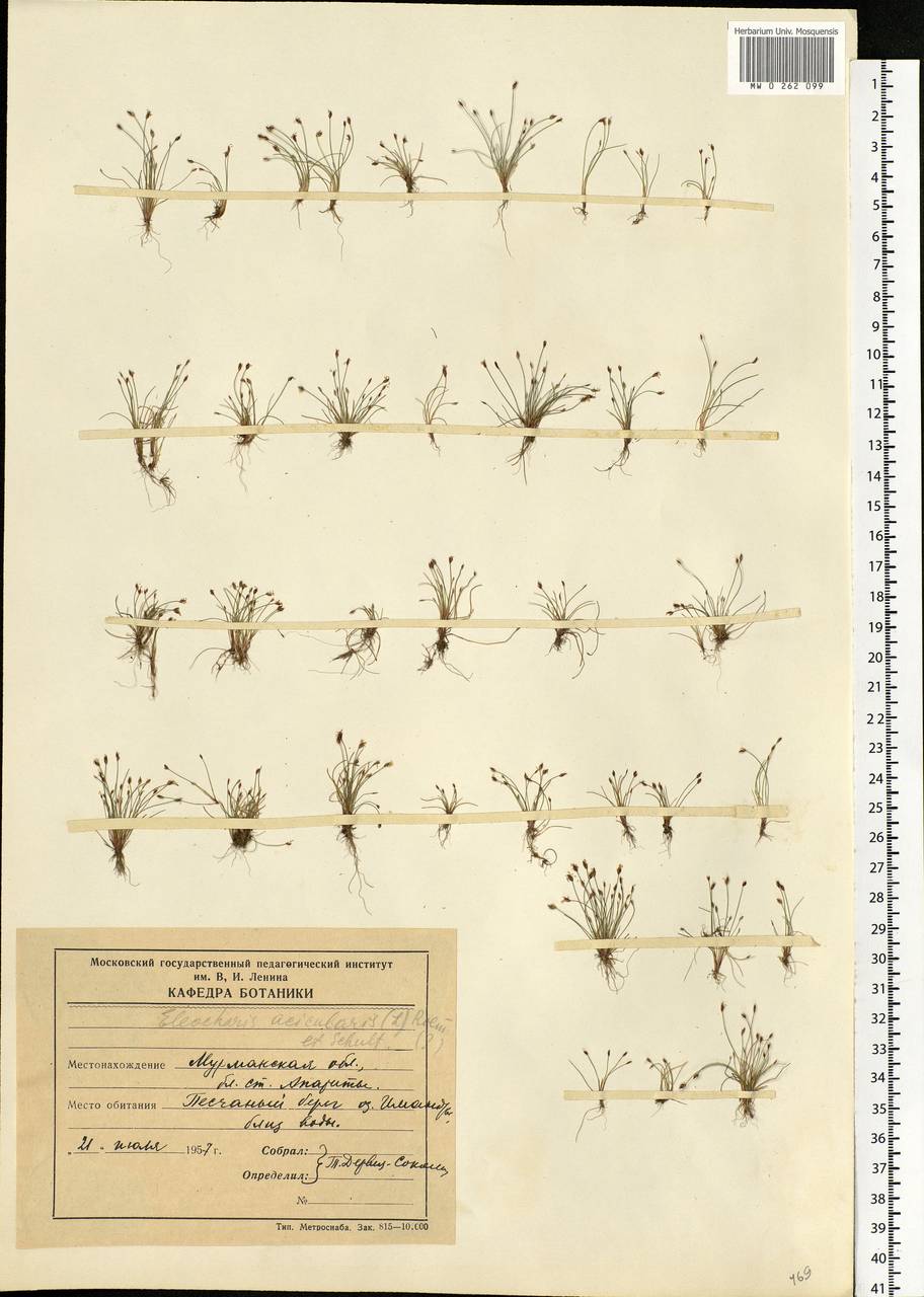 Eleocharis acicularis (L.) Roem. & Schult., Eastern Europe, Northern region (E1) (Russia)