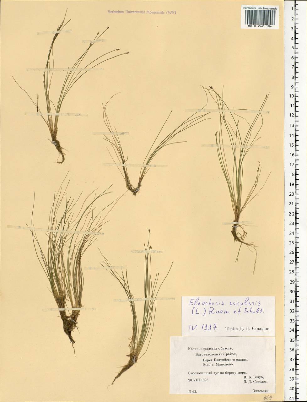 Eleocharis acicularis (L.) Roem. & Schult., Eastern Europe, North-Western region (E2) (Russia)