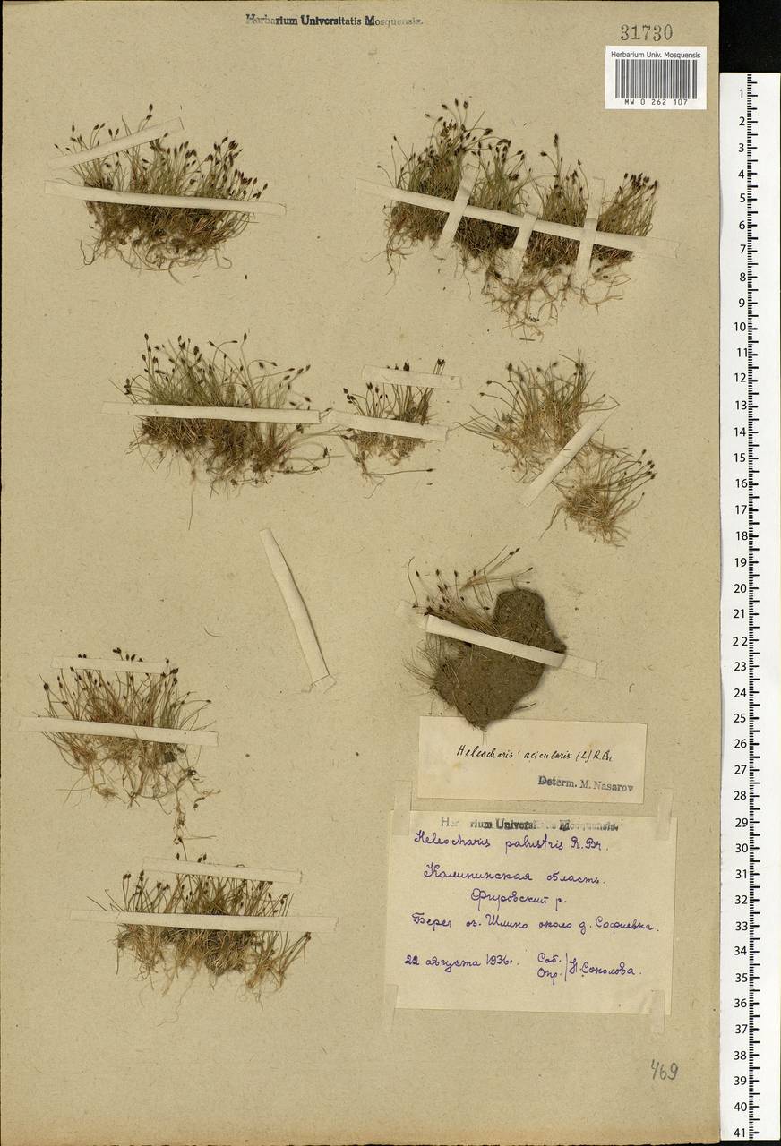 Eleocharis acicularis (L.) Roem. & Schult., Eastern Europe, North-Western region (E2) (Russia)