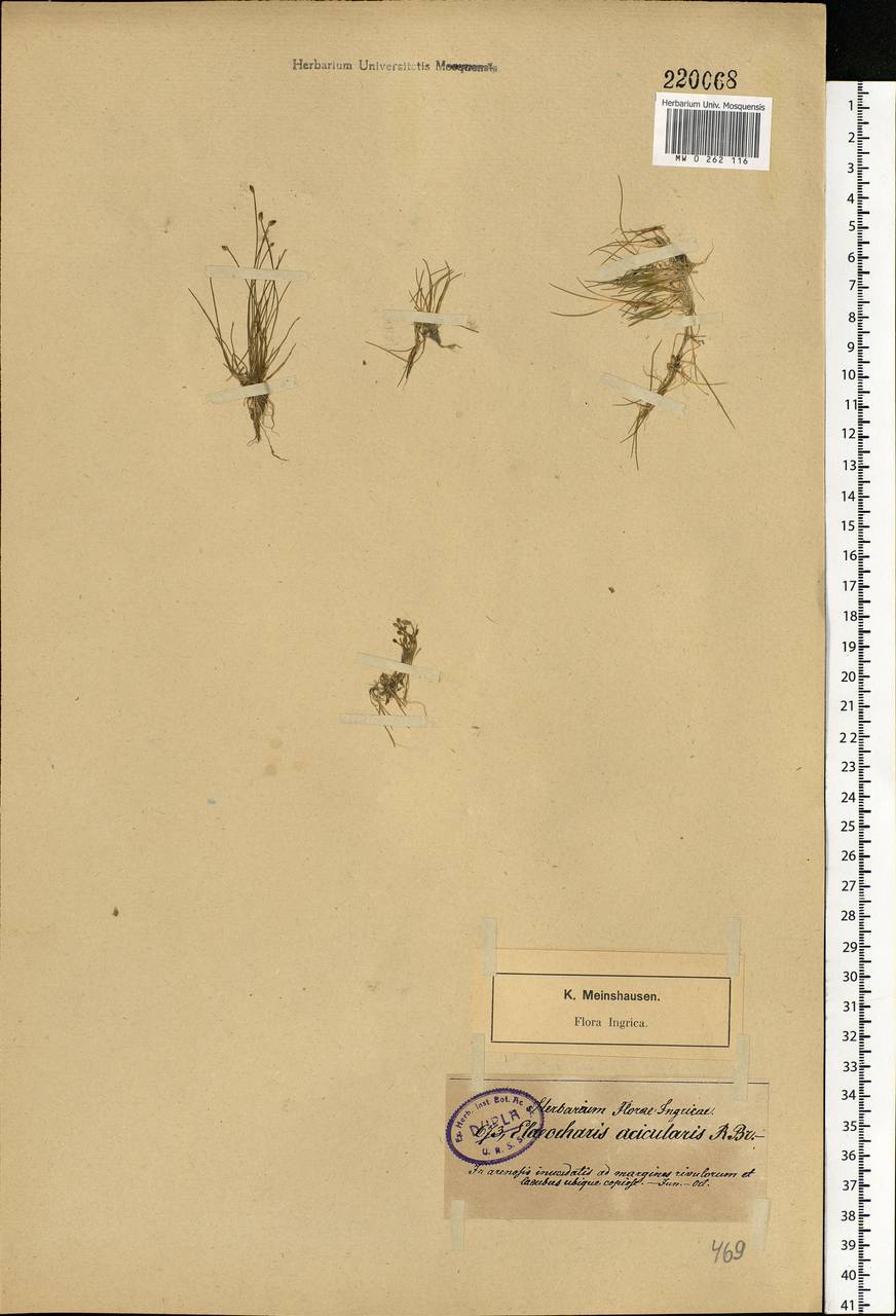 Eleocharis acicularis (L.) Roem. & Schult., Eastern Europe, Estonia (E2c) (Estonia)