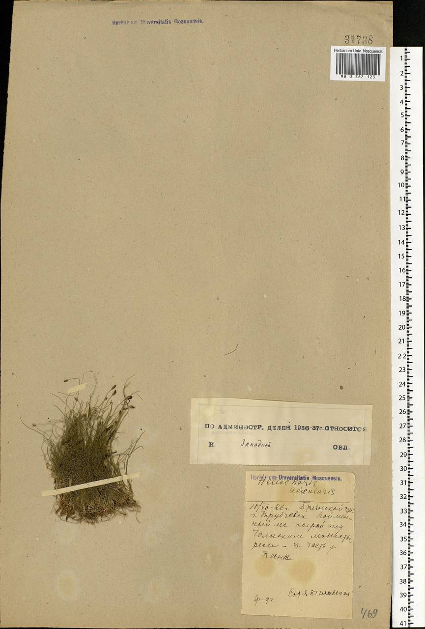 Eleocharis acicularis (L.) Roem. & Schult., Eastern Europe, Western region (E3) (Russia)