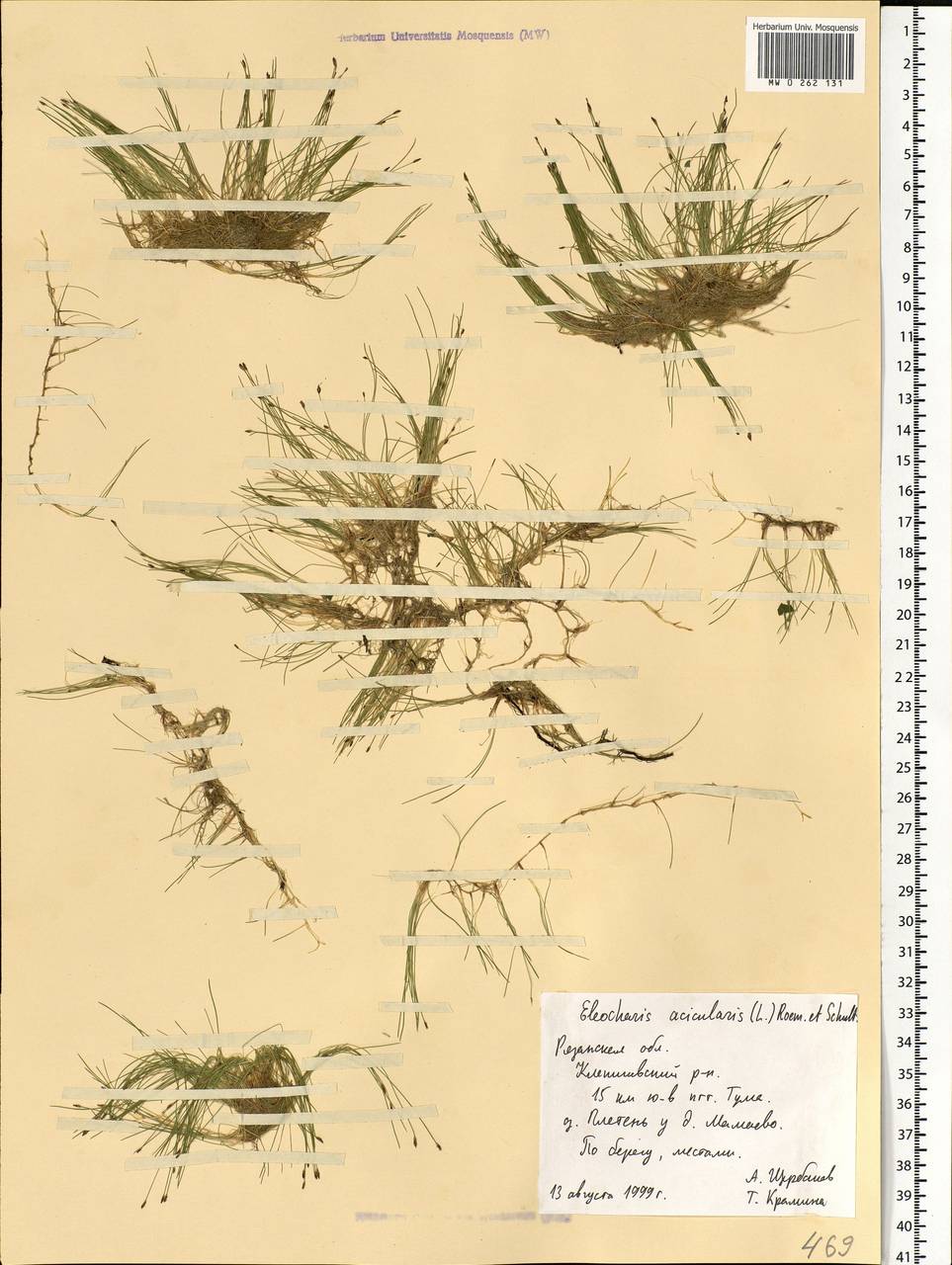Eleocharis acicularis (L.) Roem. & Schult., Eastern Europe, Central region (E4) (Russia)