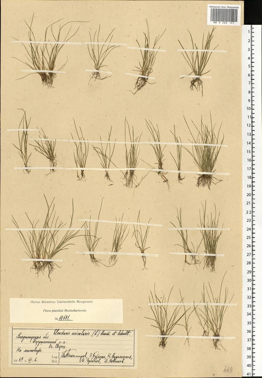 Eleocharis acicularis (L.) Roem. & Schult., Eastern Europe, Central region (E4) (Russia)