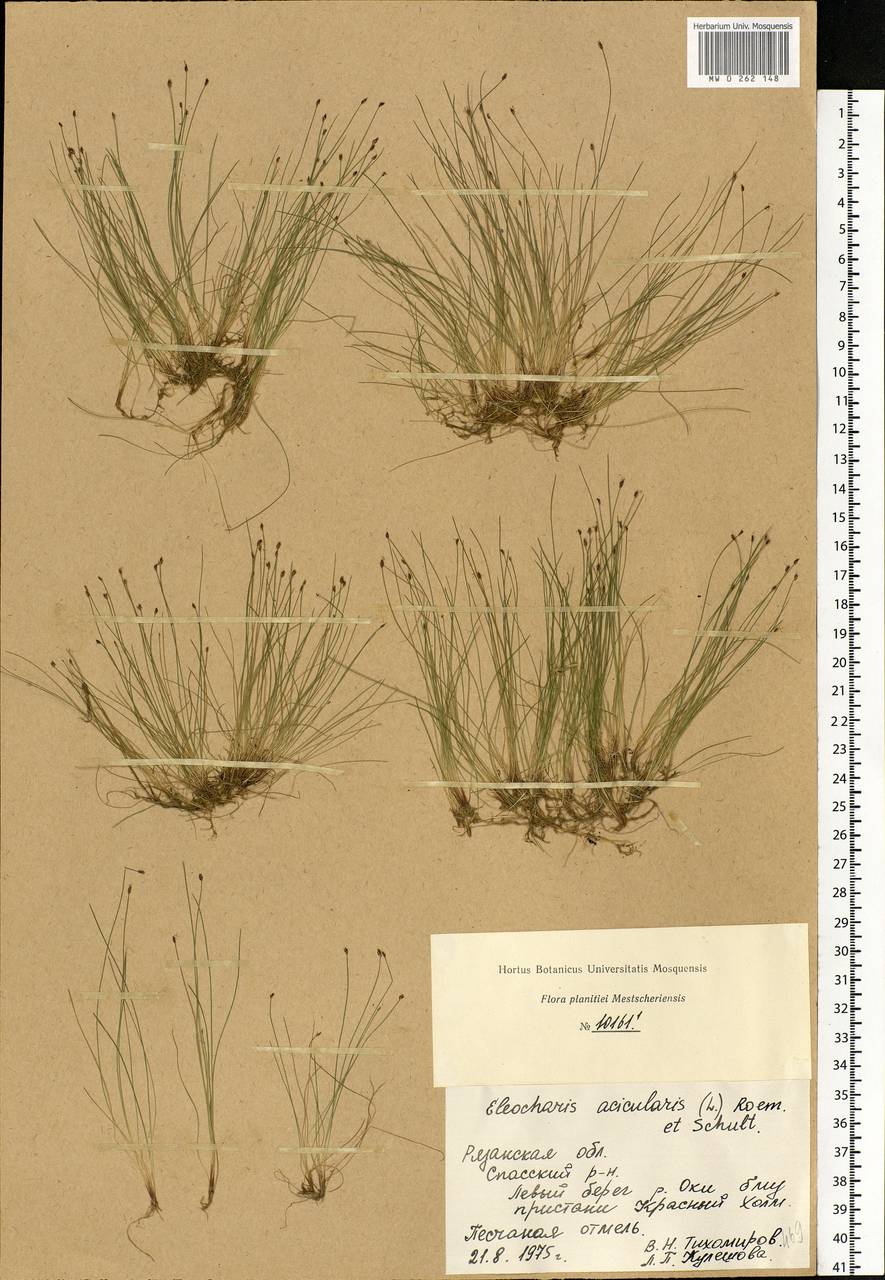 Eleocharis acicularis (L.) Roem. & Schult., Eastern Europe, Central region (E4) (Russia)