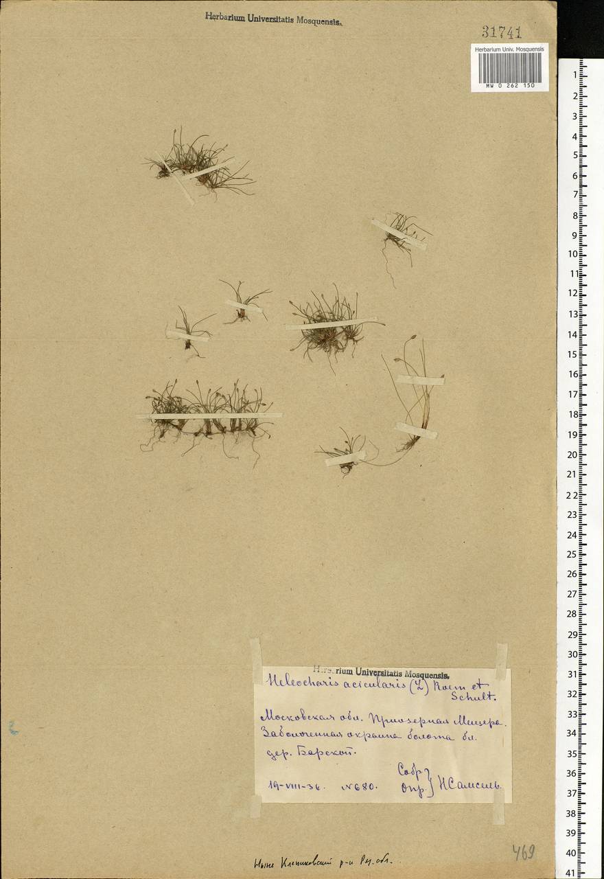 Eleocharis acicularis (L.) Roem. & Schult., Eastern Europe, Central region (E4) (Russia)