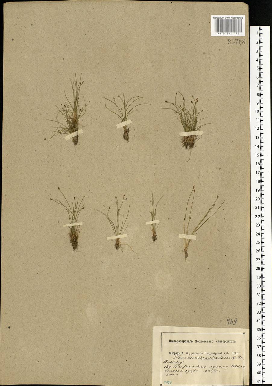 Eleocharis acicularis (L.) Roem. & Schult., Eastern Europe, Central region (E4) (Russia)