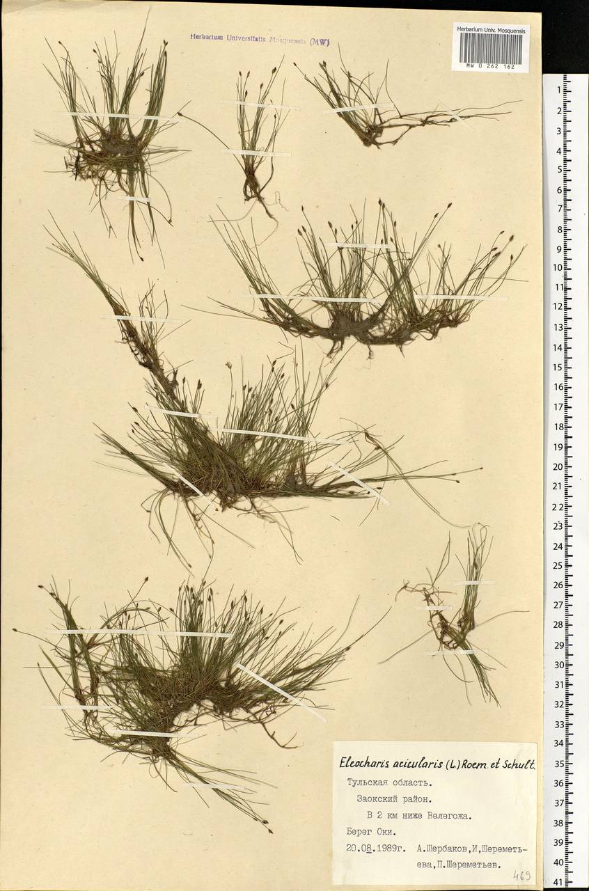 Eleocharis acicularis (L.) Roem. & Schult., Eastern Europe, Central region (E4) (Russia)