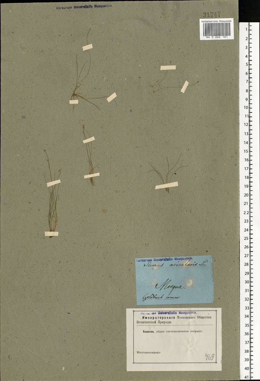 Eleocharis acicularis (L.) Roem. & Schult., Eastern Europe, Moscow region (E4a) (Russia)