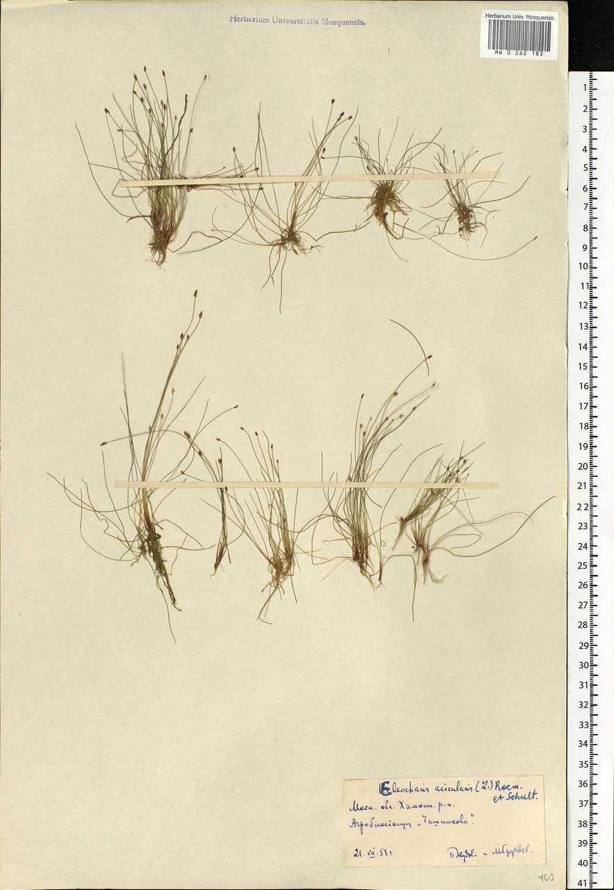 Eleocharis acicularis (L.) Roem. & Schult., Eastern Europe, Moscow region (E4a) (Russia)