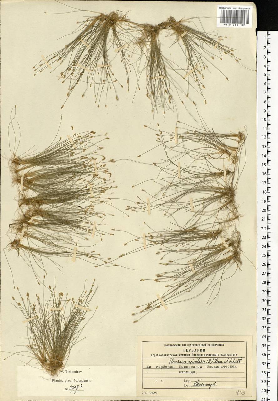 Eleocharis acicularis (L.) Roem. & Schult., Eastern Europe, Moscow region (E4a) (Russia)