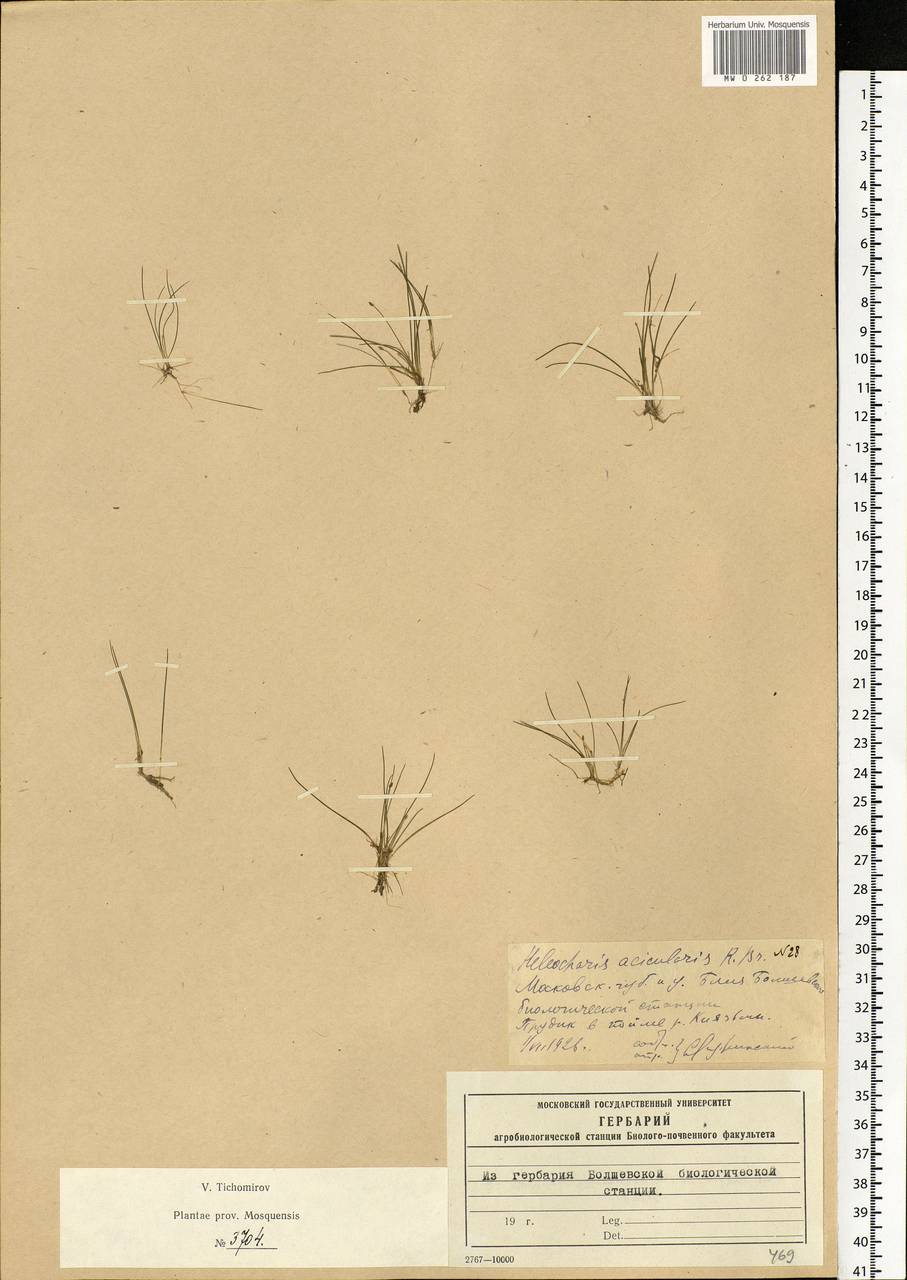 Eleocharis acicularis (L.) Roem. & Schult., Eastern Europe, Moscow region (E4a) (Russia)