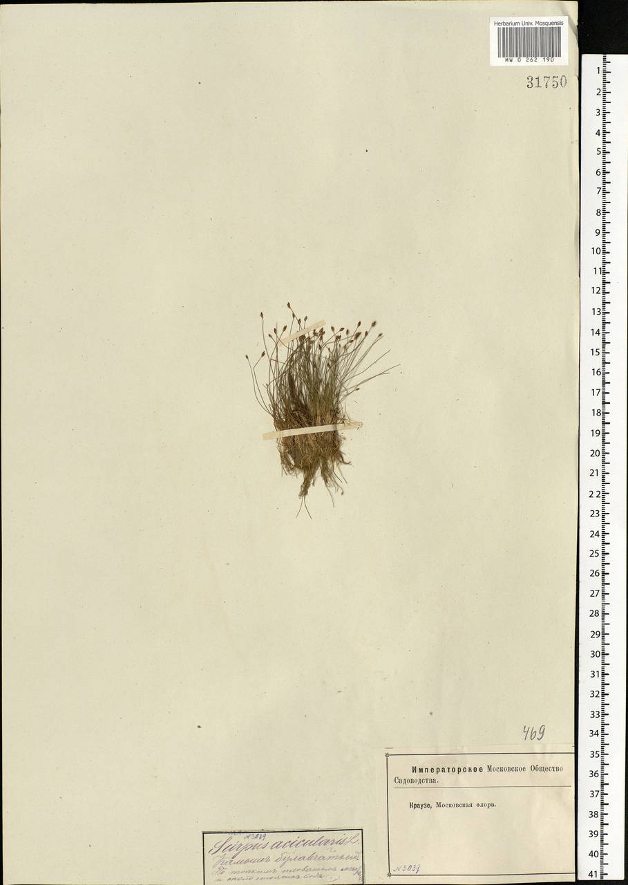 Eleocharis acicularis (L.) Roem. & Schult., Eastern Europe, Moscow region (E4a) (Russia)