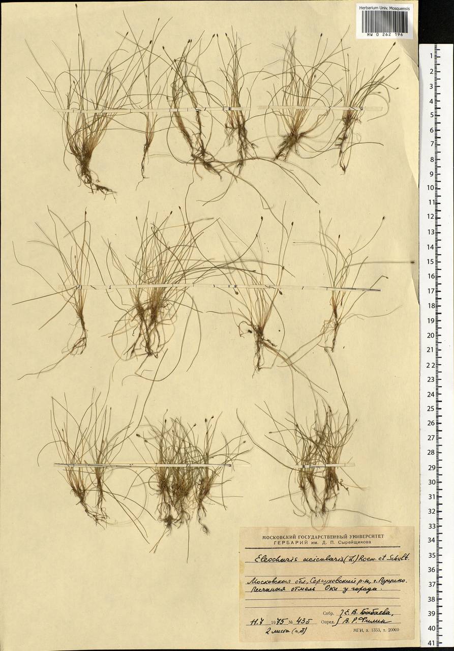 Eleocharis acicularis (L.) Roem. & Schult., Eastern Europe, Moscow region (E4a) (Russia)