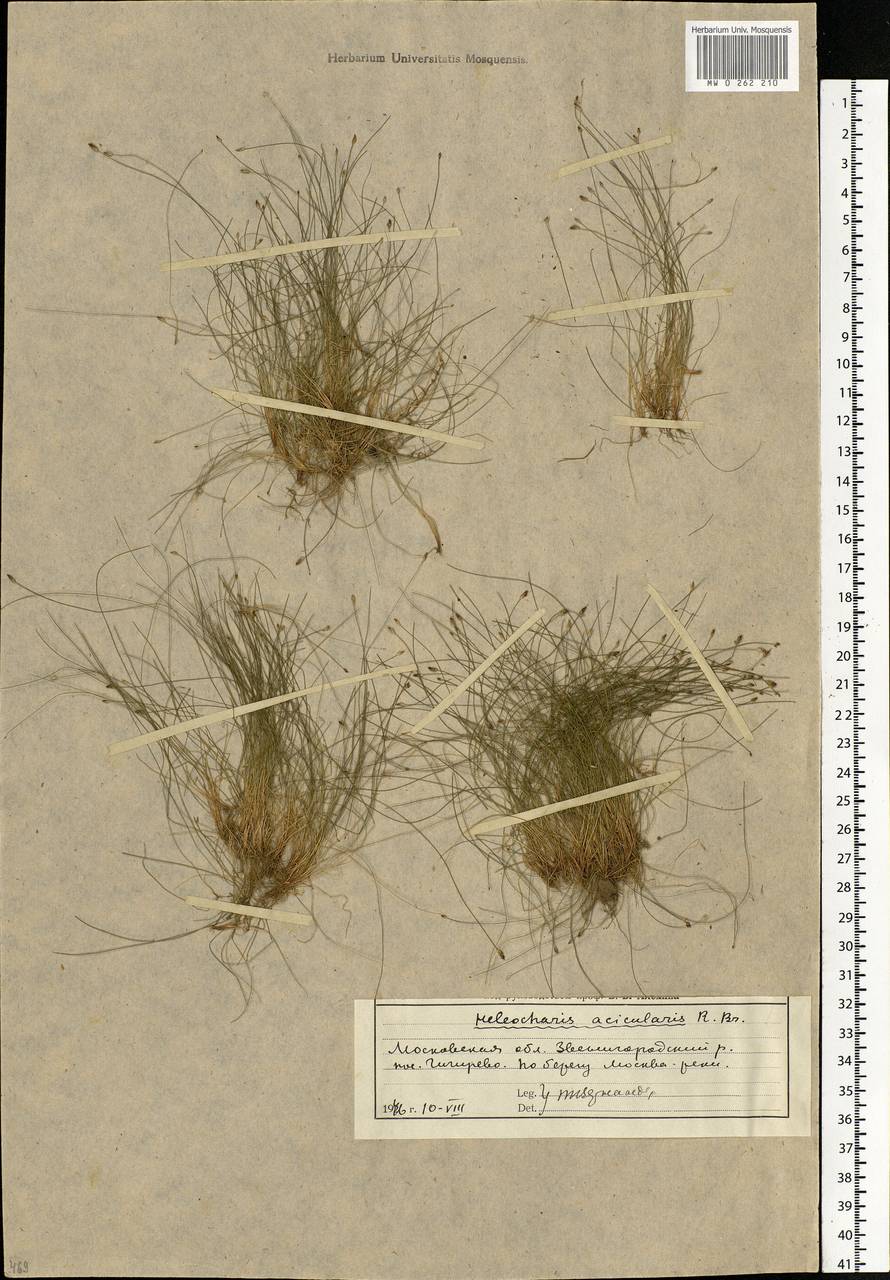 Eleocharis acicularis (L.) Roem. & Schult., Eastern Europe, Moscow region (E4a) (Russia)