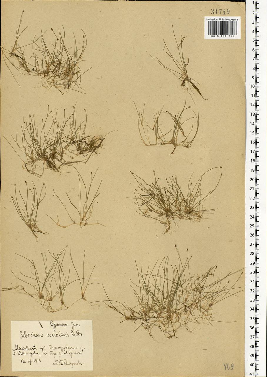 Eleocharis acicularis (L.) Roem. & Schult., Eastern Europe, Moscow region (E4a) (Russia)