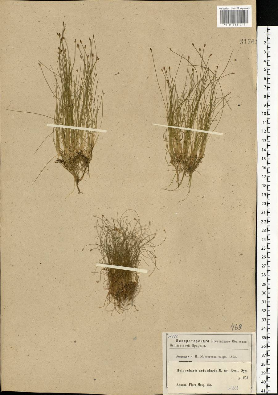 Eleocharis acicularis (L.) Roem. & Schult., Eastern Europe, Moscow region (E4a) (Russia)