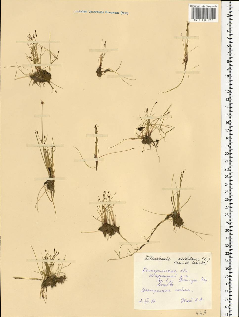 Eleocharis acicularis (L.) Roem. & Schult., Eastern Europe, Central forest region (E5) (Russia)