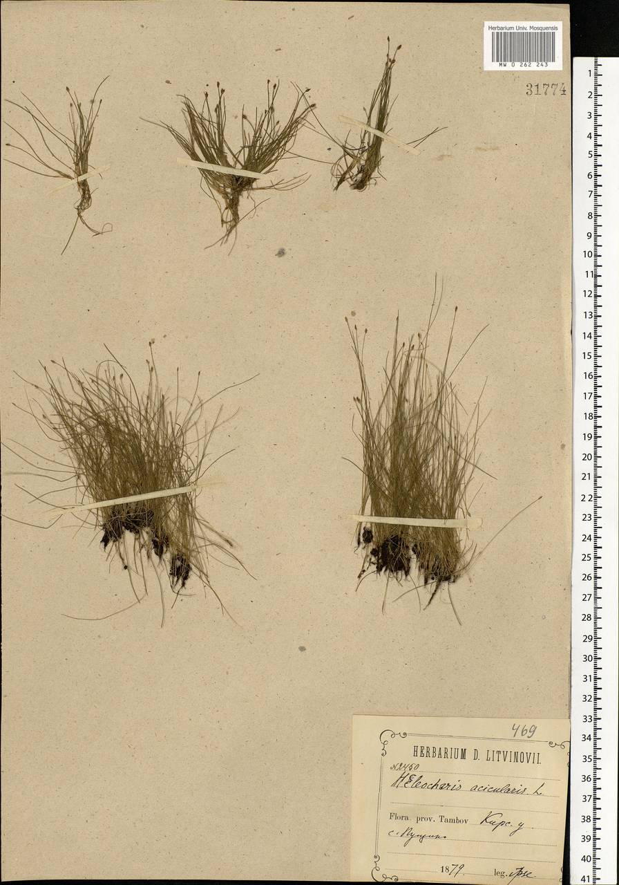 Eleocharis acicularis (L.) Roem. & Schult., Eastern Europe, Central forest-and-steppe region (E6) (Russia)