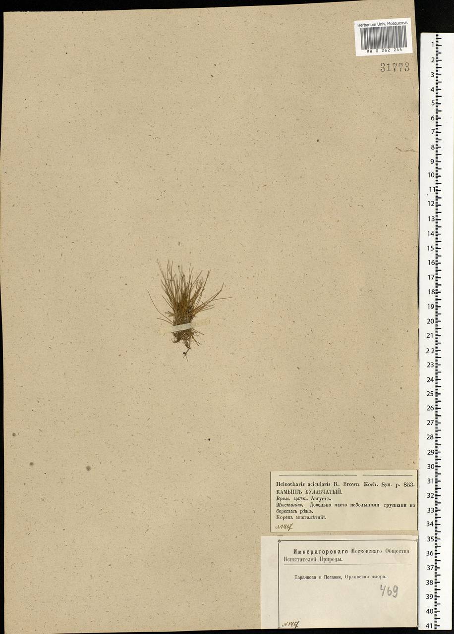 Eleocharis acicularis (L.) Roem. & Schult., Eastern Europe, Central forest-and-steppe region (E6) (Russia)