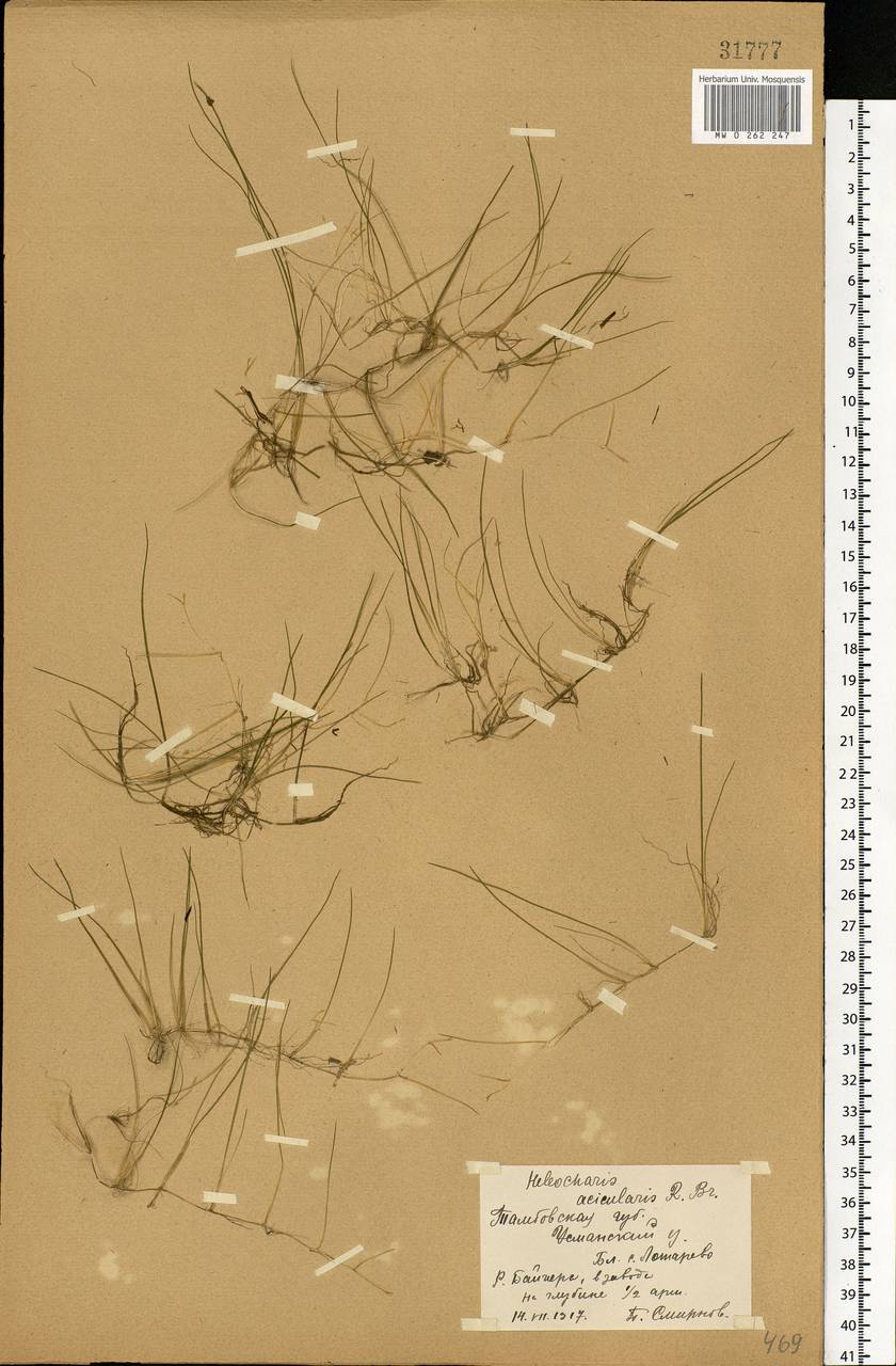 Eleocharis acicularis (L.) Roem. & Schult., Eastern Europe, Central forest-and-steppe region (E6) (Russia)